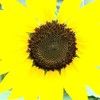 6262sunflower